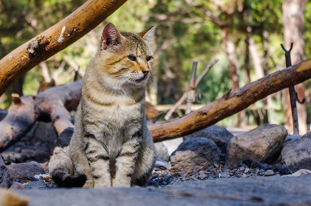Free download nature animals mammals outdoors free picture to be edited with GIMP free online image editor