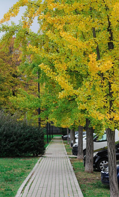 Descarga gratuita de la imagen gratuita del camino de los árboles de la temporada de otoño para editar con el editor de imágenes en línea gratuito GIMP