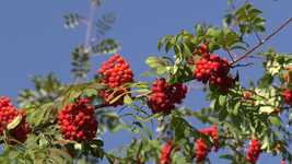 Free download Nature Autumn Weather -  free video to be edited with OpenShot online video editor