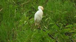 Free download Nature Ave Bird Great -  free video to be edited with OpenShot online video editor