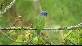 免费下载 Nature Ave Green Parrot - 使用 OpenShot 在线视频编辑器编辑的免费视频