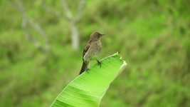 تنزيل مجاني Nature Bird - فيديو مجاني ليتم تحريره باستخدام محرر الفيديو عبر الإنترنت OpenShot