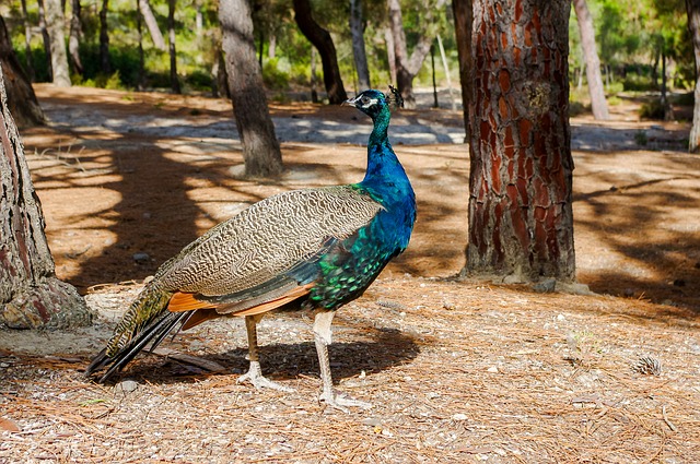 Kostenloser Download Natur Vogel Tiere tropisches kostenloses Bild, das mit dem kostenlosen Online-Bildeditor GIMP bearbeitet werden kann
