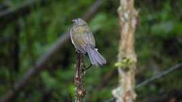Free download Nature Bird Garden -  free video to be edited with OpenShot online video editor