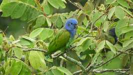 הורדה חינם Nature Bird Green Parrot - סרטון חינם לעריכה עם עורך וידאו מקוון OpenShot