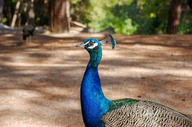 GIMP無料オンライン画像エディタで編集する無料ダウンロード自然鳥屋外動物無料画像