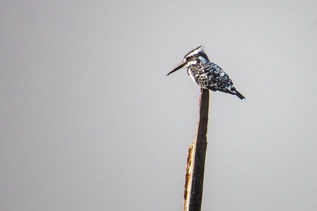 Free download nature bird pied kingfisher free picture to be edited with GIMP free online image editor