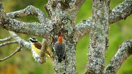 Free download Nature Birds -  free video to be edited with OpenShot online video editor