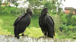 Muat turun percuma Nature Birds Gallinazo - video percuma untuk diedit dengan editor video dalam talian OpenShot