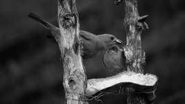 Free download Nature Birds Garden -  free video to be edited with OpenShot online video editor