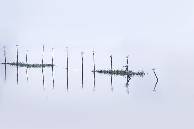 Téléchargement gratuit nature oiseaux lac zone humide extérieur image gratuite à éditer avec l'éditeur d'images en ligne gratuit GIMP