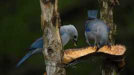 Free download Nature Birds Tiles -  free video to be edited with OpenShot online video editor