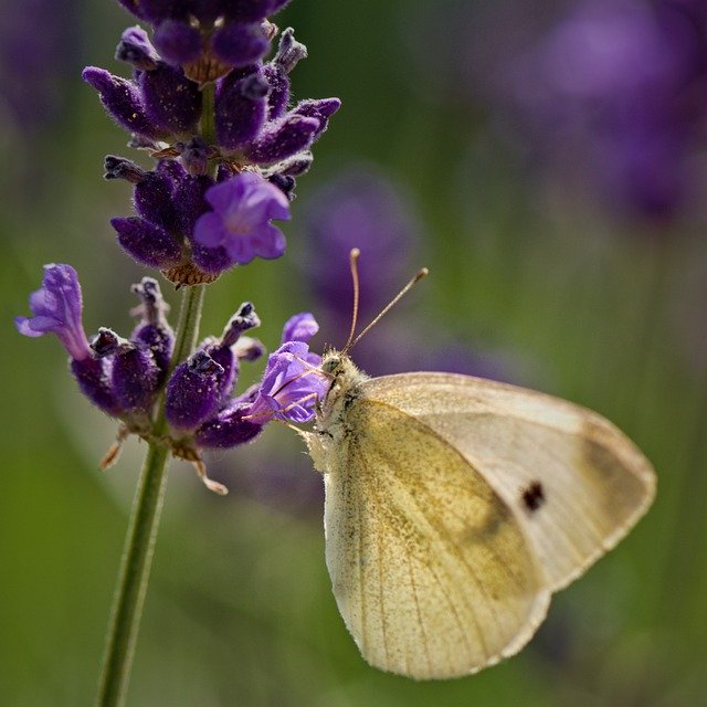 Download grátis Nature Butterfly Flower - foto ou imagem gratuita a ser editada com o editor de imagens online do GIMP