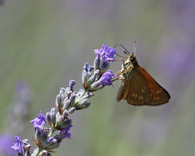 Muat turun percuma alam semula jadi close up gambar percuma musim panas lavender untuk diedit dengan editor imej dalam talian percuma GIMP