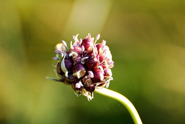 Скачать бесплатно природа цветок семена растений ботаника бесплатно изображение для редактирования с помощью бесплатного онлайн-редактора изображений GIMP