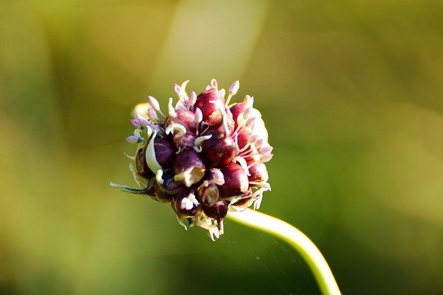 Free download nature flower plant seeds botany free picture to be edited with GIMP free online image editor