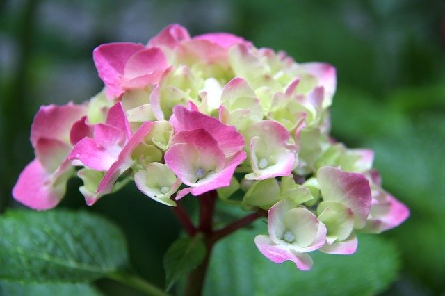Free download nature flower plant summer garden free picture to be edited with GIMP free online image editor