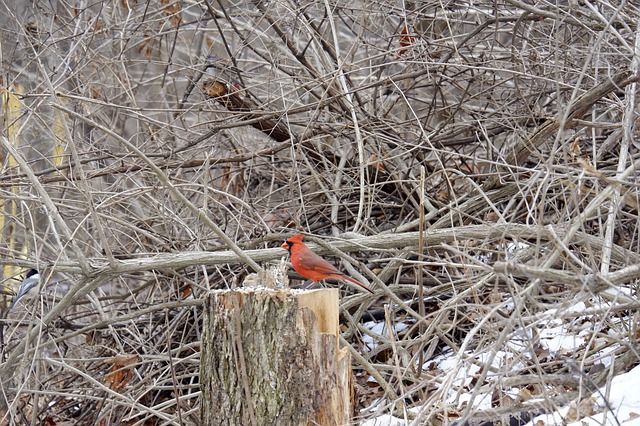 Free download nature forest konary bird cardinal free picture to be edited with GIMP free online image editor