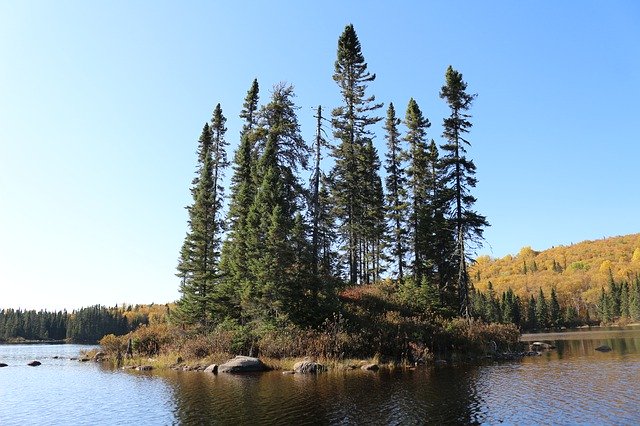 Muat turun percuma gambar percuma landskap cemara hutan alam untuk diedit dengan editor imej dalam talian percuma GIMP