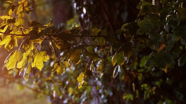 Free download nature forest tree leaves autumn free picture to be edited with GIMP free online image editor