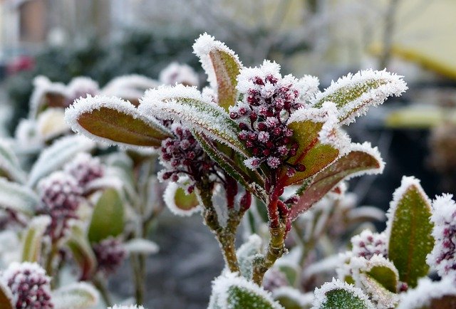 Free download nature frost winter hoarfrost free picture to be edited with GIMP free online image editor