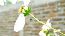 Scarica gratis il video gratuito di Nature Garden Insect Ladybird da modificare con l'editor video online OpenShot