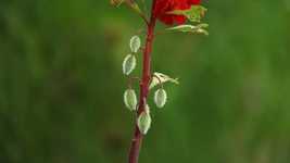 무료 다운로드 Nature Garden Plant - 무료 무료 사진 또는 GIMP 온라인 이미지 편집기로 편집할 수 있는 사진