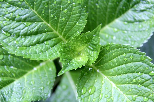 Free download nature green leaves green leaf free picture to be edited with GIMP free online image editor