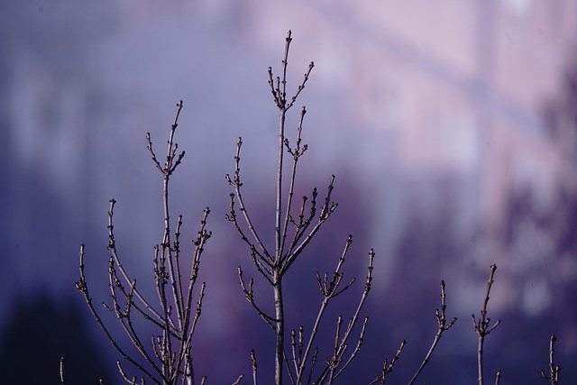 دانلود رایگان تصویر جنگلی رشد کندو طبیعت رایگان برای ویرایش با ویرایشگر تصویر آنلاین رایگان GIMP