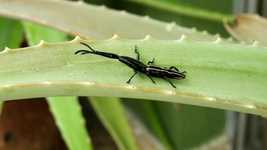 ดาวน์โหลดฟรี Nature Insect - ภาพถ่ายหรือรูปภาพฟรีที่จะแก้ไขด้วยโปรแกรมแก้ไขรูปภาพออนไลน์ GIMP