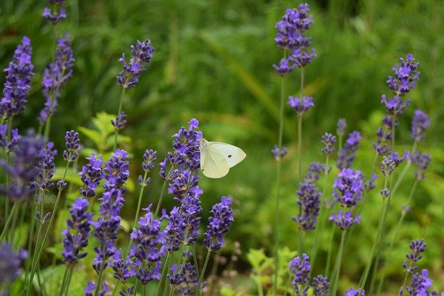 Téléchargement gratuit Nature Insect Butterfly - photo ou image gratuite à éditer avec l'éditeur d'images en ligne GIMP