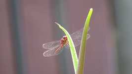 دانلود رایگان Nature Insect Dragonfly - عکس یا تصویر رایگان قابل ویرایش با ویرایشگر تصویر آنلاین GIMP