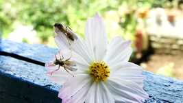OpenShot オンライン ビデオ エディタで編集できる Nature Insect Flower の無料ビデオを無料でダウンロード