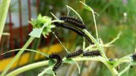 Free download Nature Insects Caterpillars -  free video to be edited with OpenShot online video editor