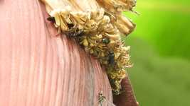 Bezpłatne pobieranie Nature Insects Honey - darmowy film do edycji za pomocą internetowego edytora wideo OpenShot