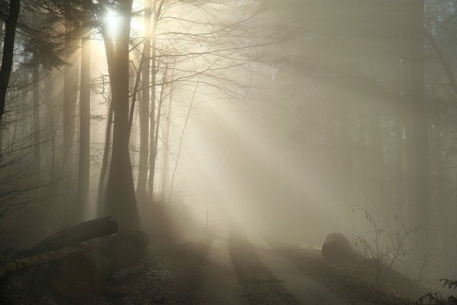 Free download nature landscape forest fog foggy free picture to be edited with GIMP free online image editor