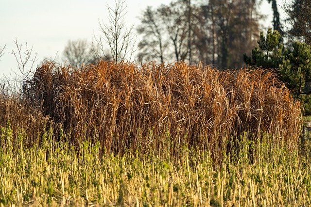 Free download nature landscape shrub plants tree free picture to be edited with GIMP free online image editor