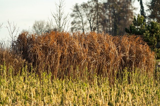 Descărcare gratuită natură peisaj arbust plante copac poza gratuită pentru a fi editată cu editorul de imagini online gratuit GIMP