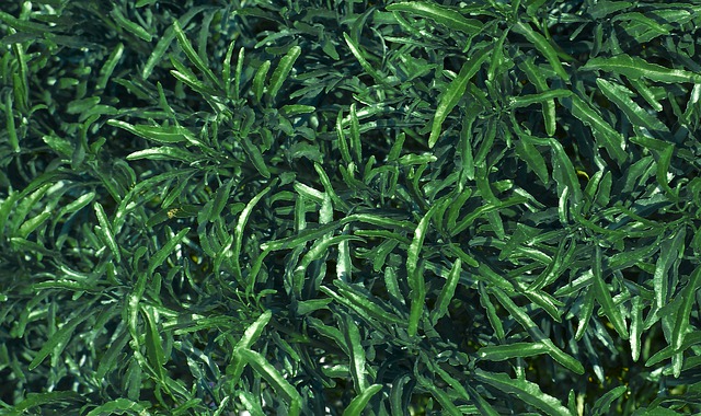 Безкоштовно завантажте безкоштовне зображення природи листя зелені дерева Бангладеш для редагування за допомогою безкоштовного онлайн-редактора зображень GIMP
