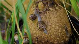 Free download Nature Little Animal -  free video to be edited with OpenShot online video editor