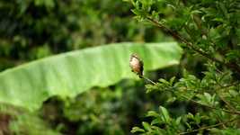 Free download Nature Macro Ave -  free video to be edited with OpenShot online video editor