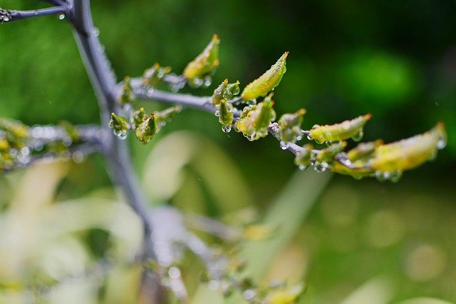 Descărcare gratuită Nature Morning Dew Green - fotografie sau imagini gratuite pentru a fi editate cu editorul de imagini online GIMP