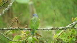 Free download Nature Parrot Green -  free video to be edited with OpenShot online video editor