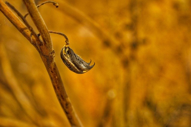 Free download nature plant dry dessert sorrel free picture to be edited with GIMP free online image editor