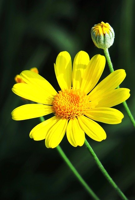 Faça o download gratuito da imagem gratuita da flor do verão da planta da natureza para ser editada com o editor de imagens on-line gratuito do GIMP