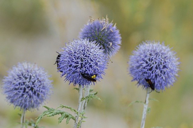 Free download nature plant thistle ball thistle free picture to be edited with GIMP free online image editor