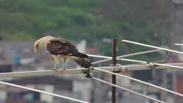Free download Nature Predator Aguila -  free video to be edited with OpenShot online video editor