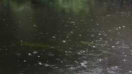 Безкоштовне завантаження Nature River Rain - безкоштовне відео для редагування в онлайн-редакторі відео OpenShot