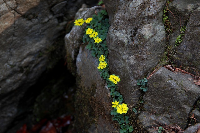 Free download nature rock outdoors flower plant free picture to be edited with GIMP free online image editor