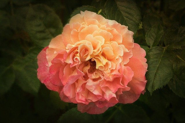 تنزيل صورة مجانية من طبيعة الورود الوردية ليتم تحريرها باستخدام محرر الصور المجاني على الإنترنت من GIMP